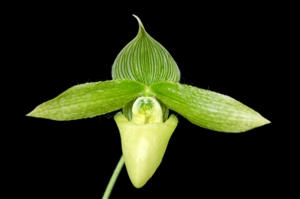 Paphiopedilum sukhakulii var. album Green Guy AM/AOS 82 pts.